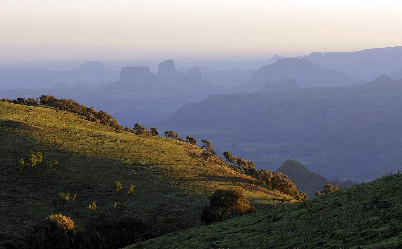 A grassy Simien Mountains hillside with scattered trees overlooking layered blue escarpments